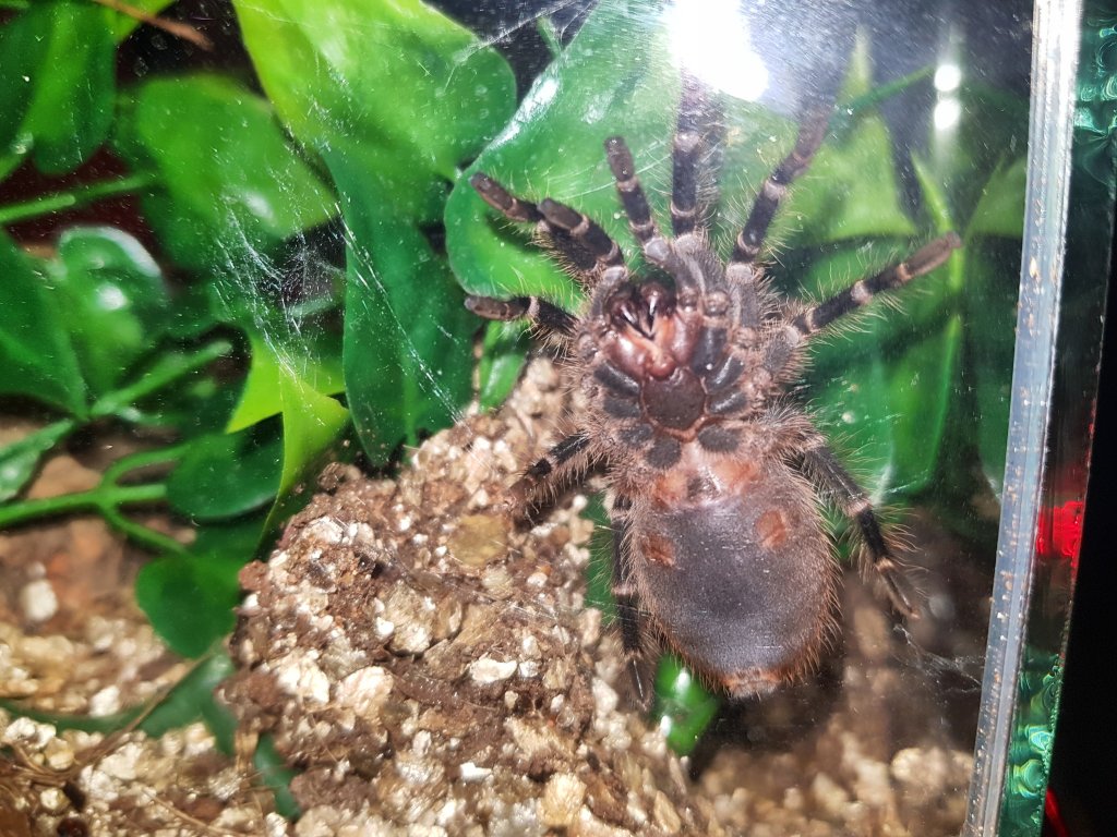 Grammostola pulchripes