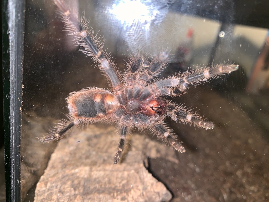 Grammostola Pulchripes