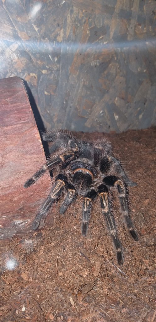 Grammostola pulchripes