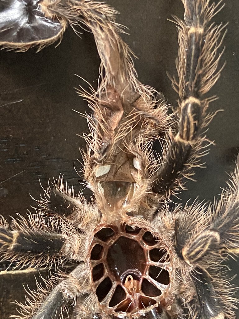 Grammostola pulchripes