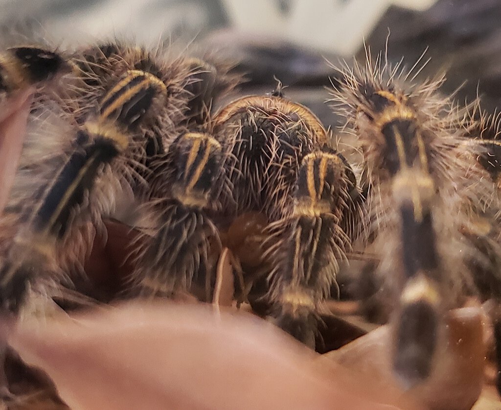 Grammostola pulchripes