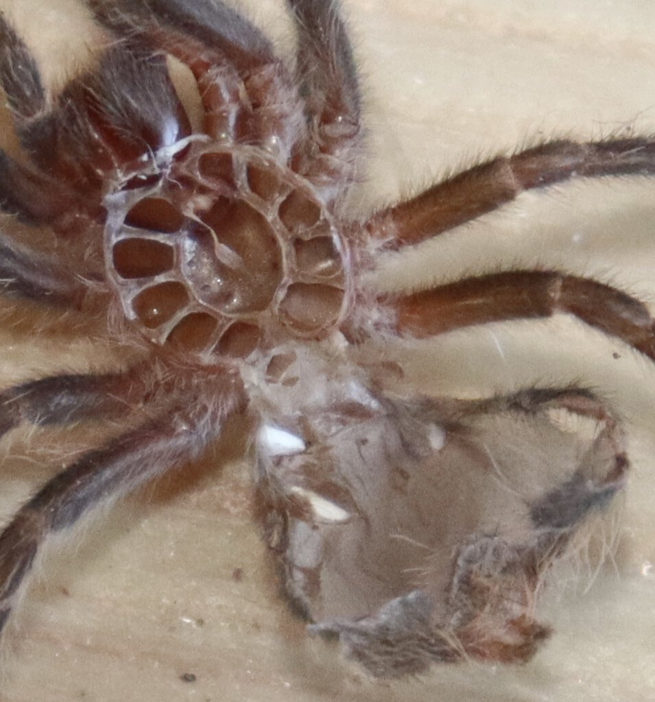 Grammostola Pulchripes