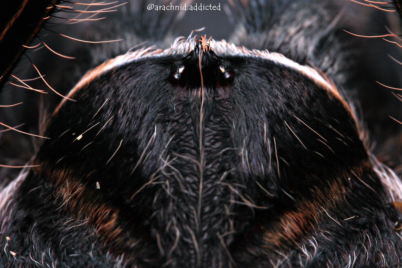 Grammostola pulchripes.