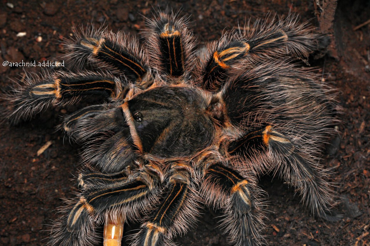 Grammostola pulchripes.