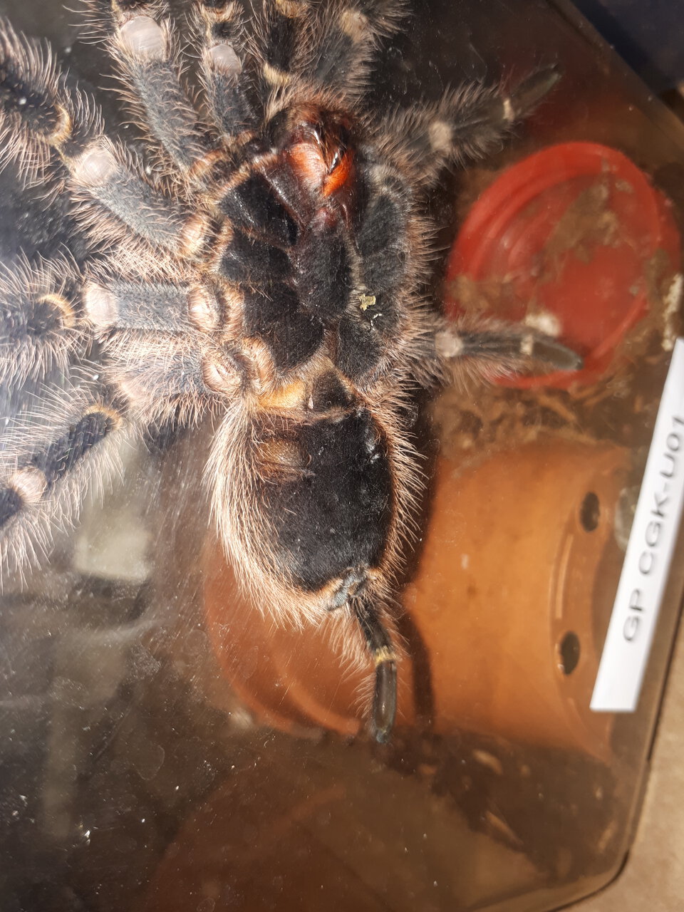 Grammostola pulchripes