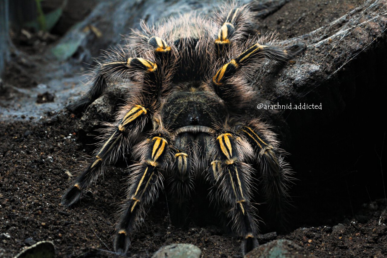 Grammostola pulchripes.