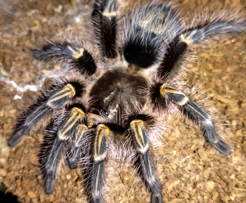 Grammostola Pulchripes