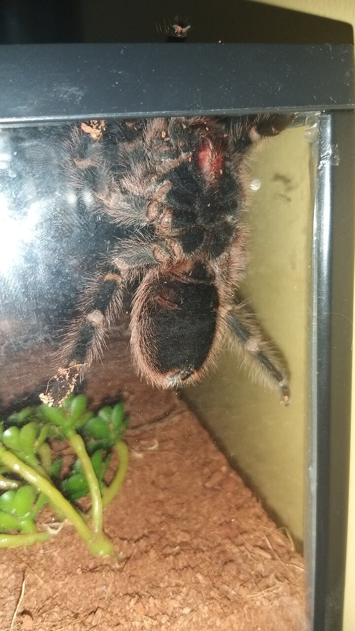 Grammostola Pulchripes