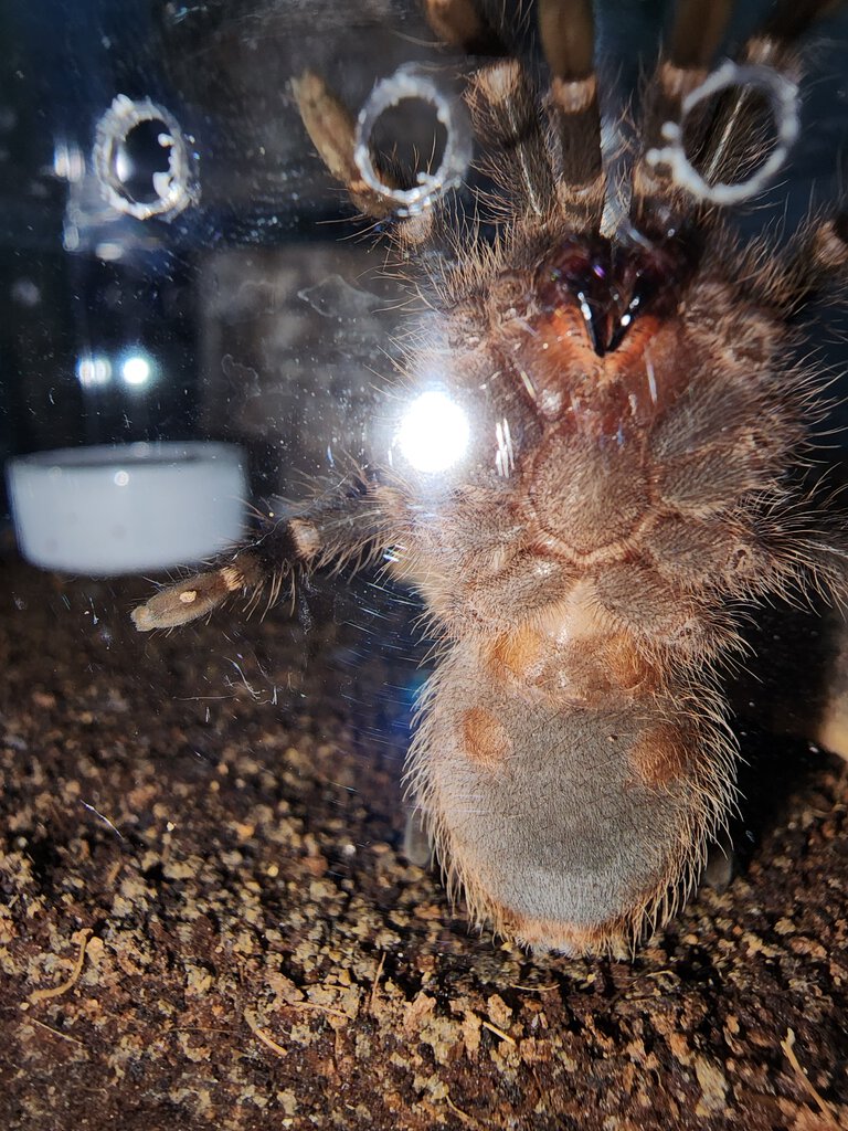 Grammostola pulchripes