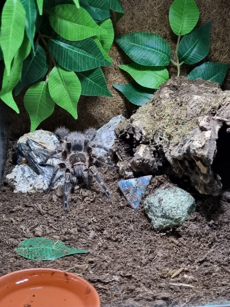 Grammostola pulchripes