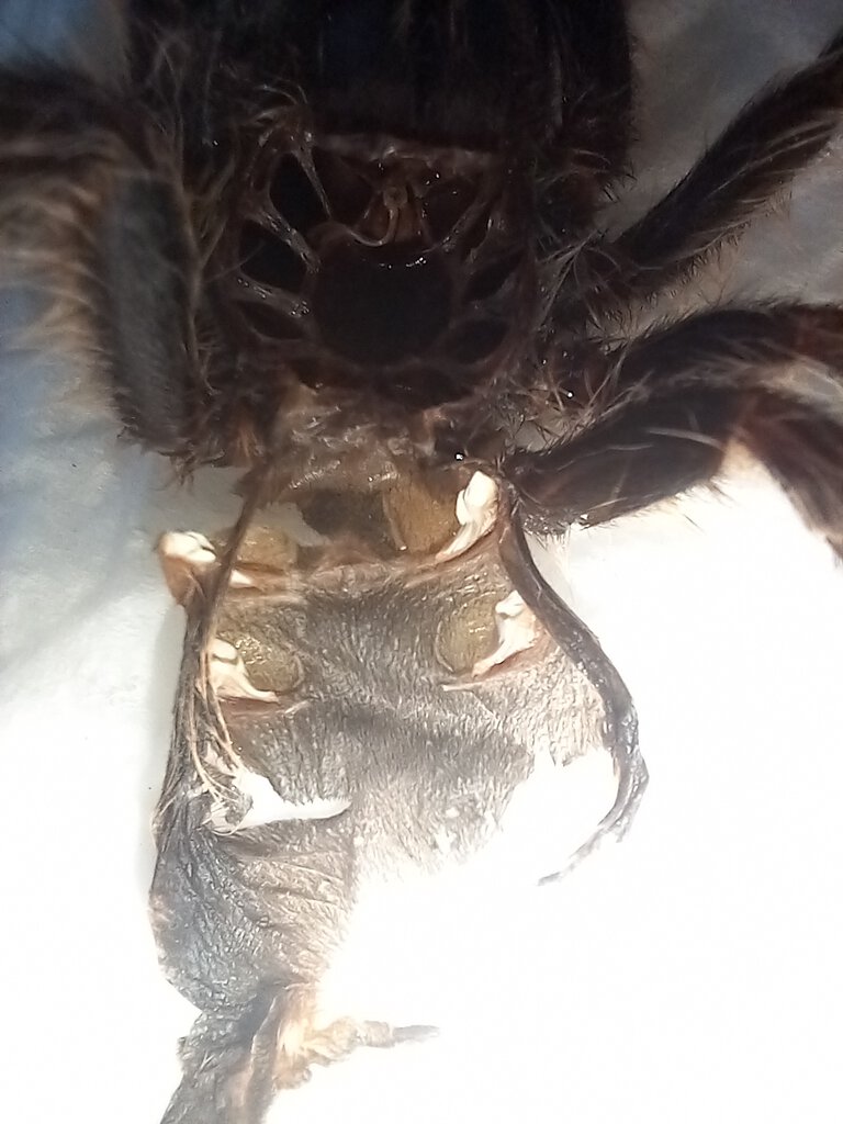 Grammostola pulchripes