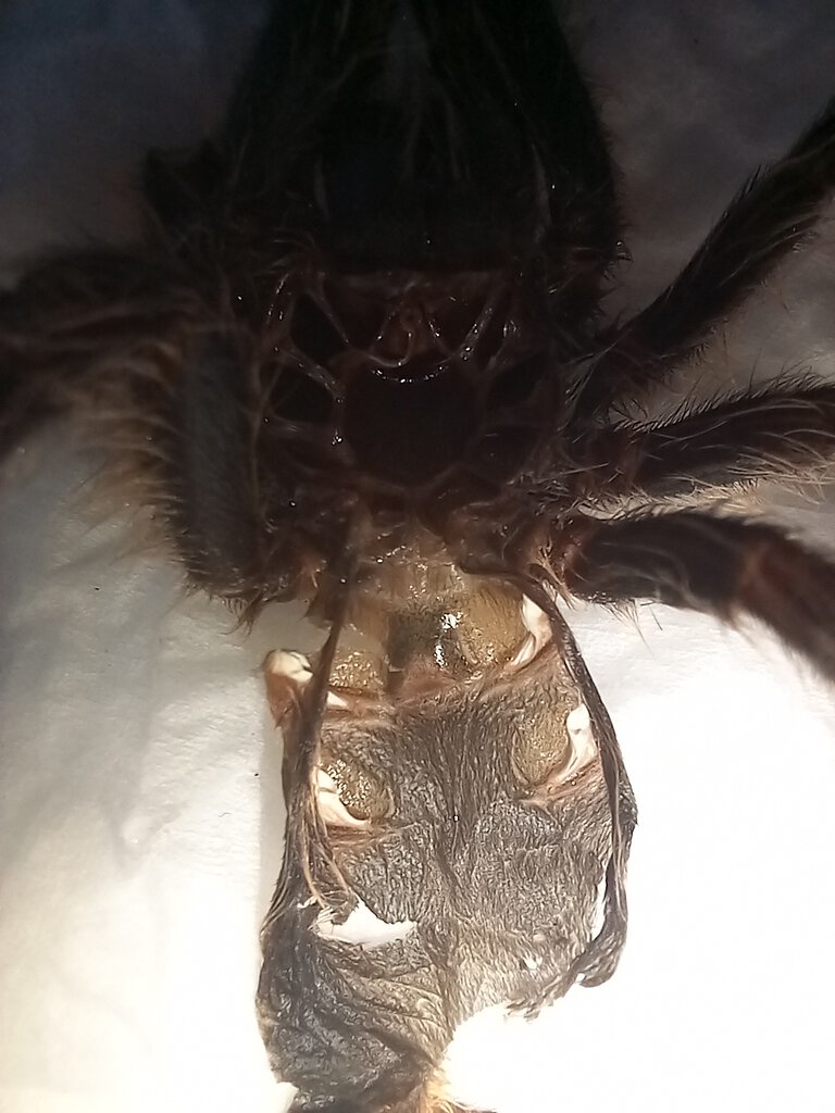 Grammostola pulchripes