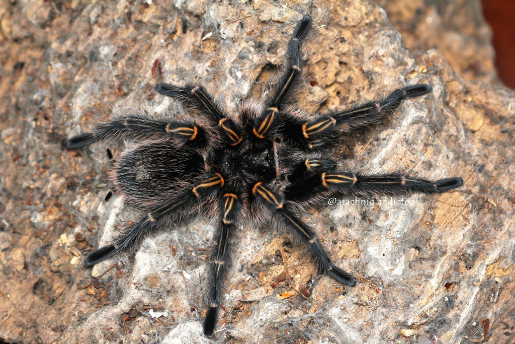 Grammostola pulchripes.