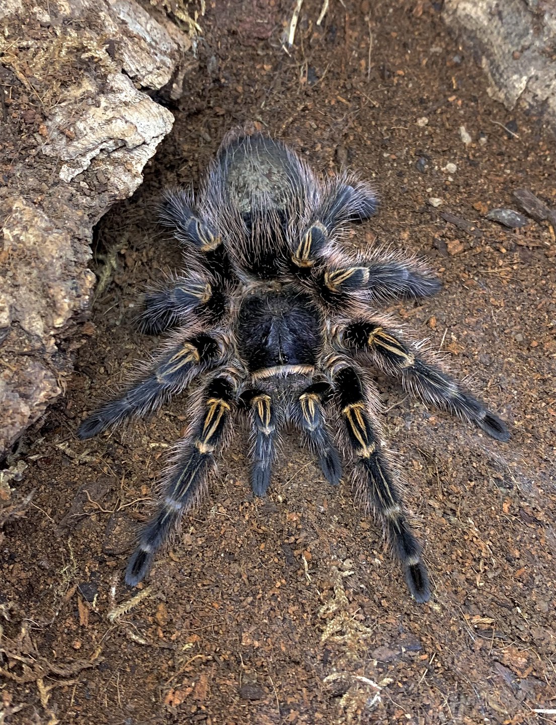 Grammostola pulchripes