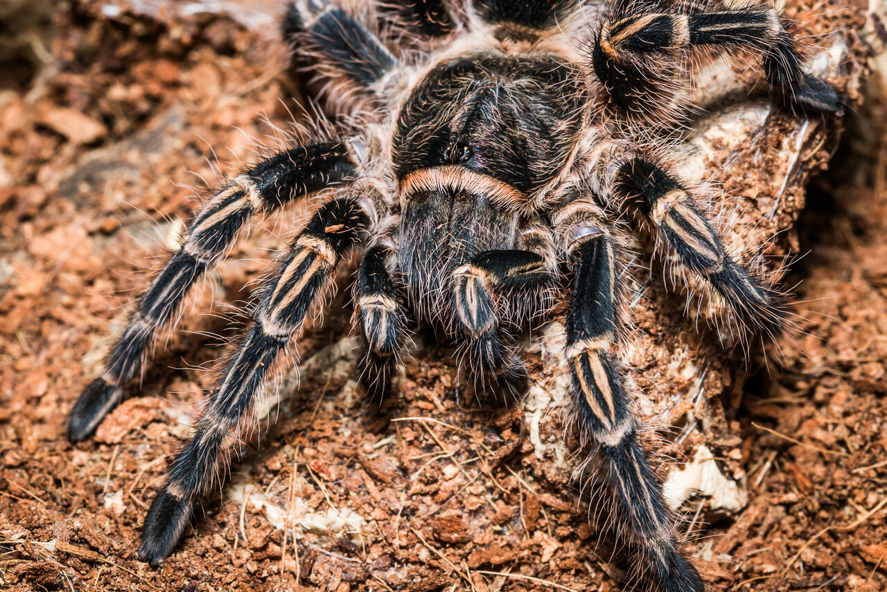 Grammostola pulchripes