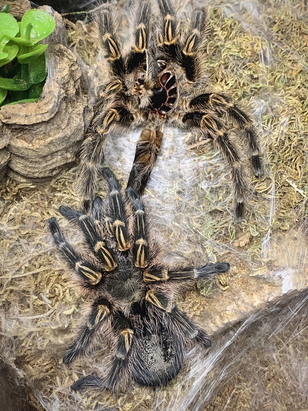 Grammostola pulchripes