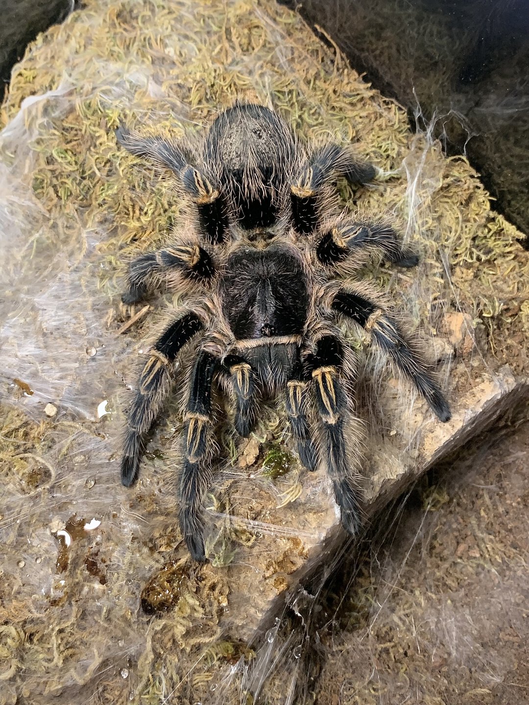 Grammostola pulchripes