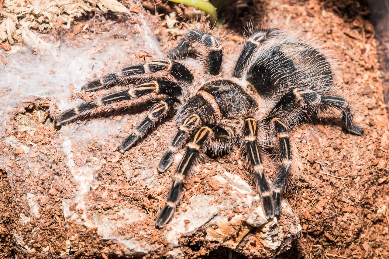 Grammostola pulchripes