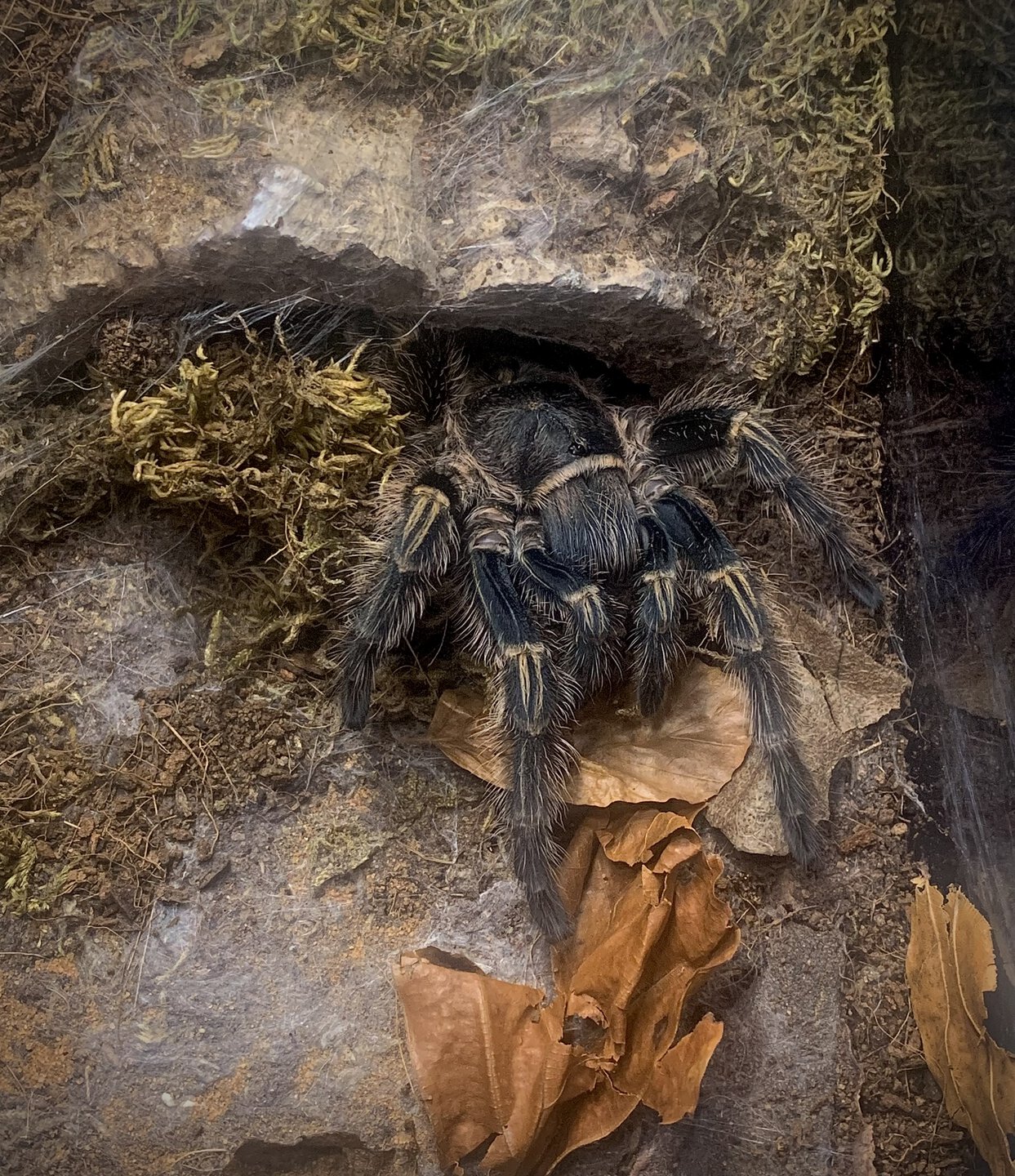 Grammostola pulchripes