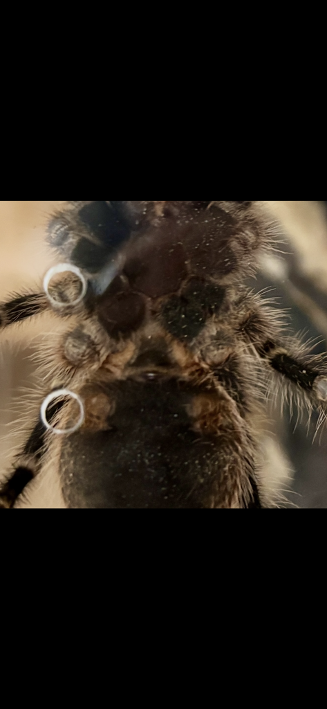 Grammostola pulchripes