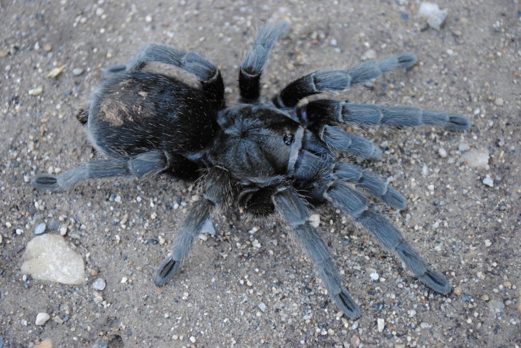 Grammostola quirogai - Female “hobby pulchra”