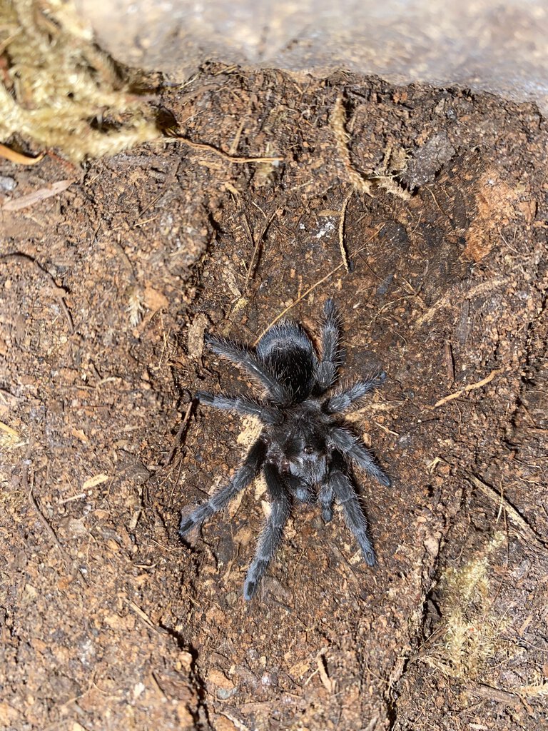 Grammostola quirogai