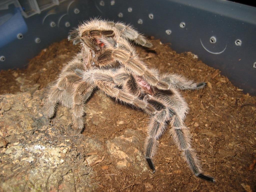 Grammostola Roesa mating