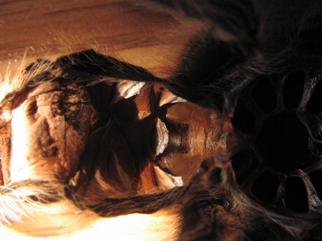 Grammostola Rosae