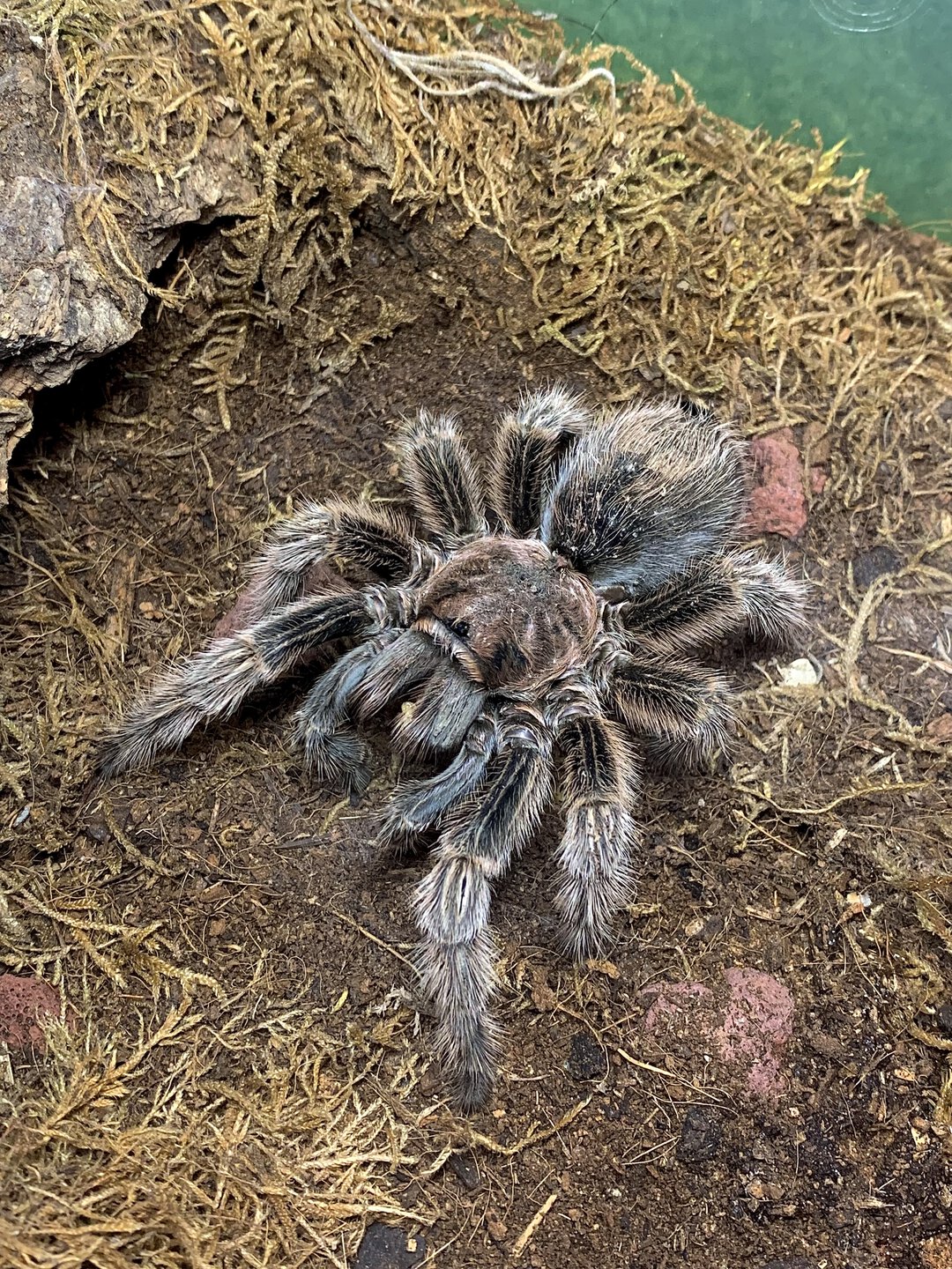 Grammostola rosea ‘NCF’