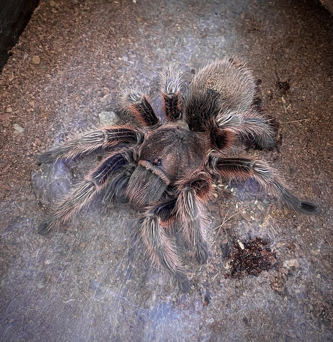 Grammostola rosea ‘RCF’