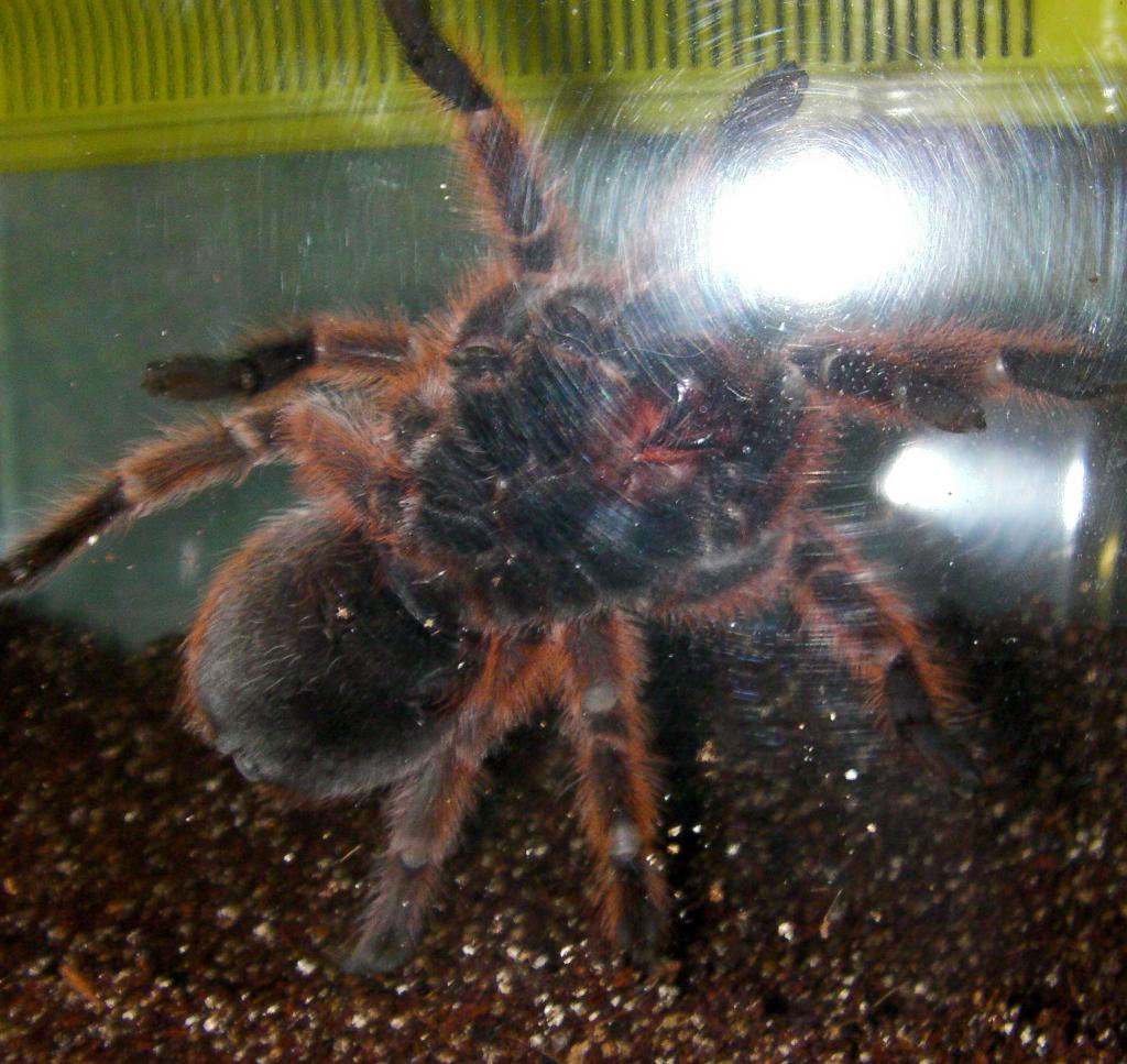 Grammostola Rosea #2