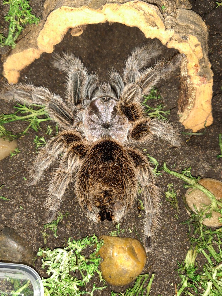 Grammostola rosea #2