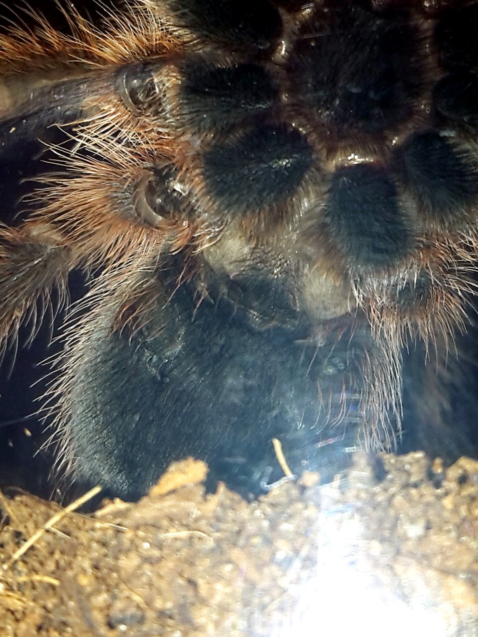 Grammostola rosea - 2nd try