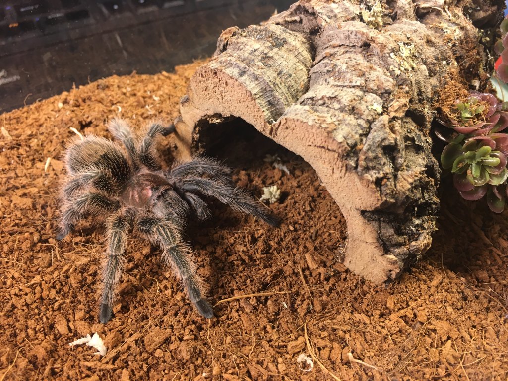 Grammostola rosea 3”