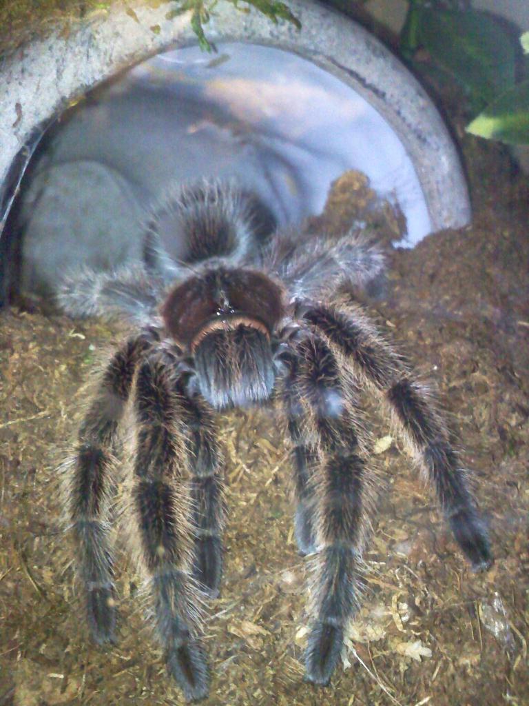 Grammostola rosea (Charlotte)