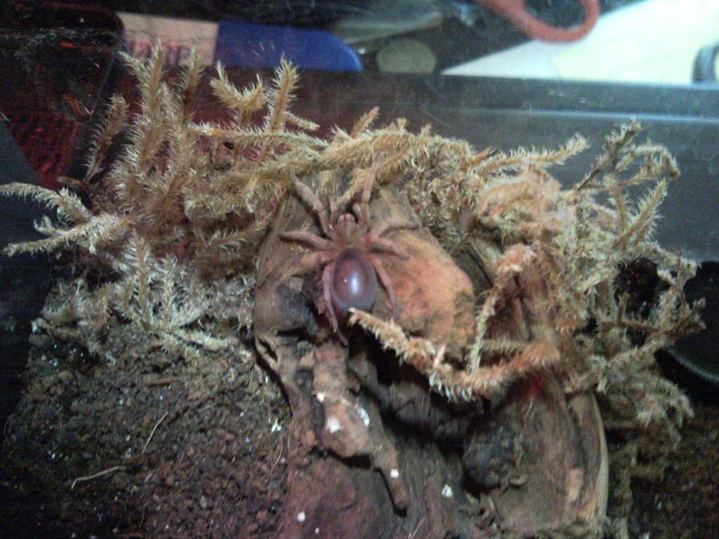Grammostola rosea : Chilean Rose hair