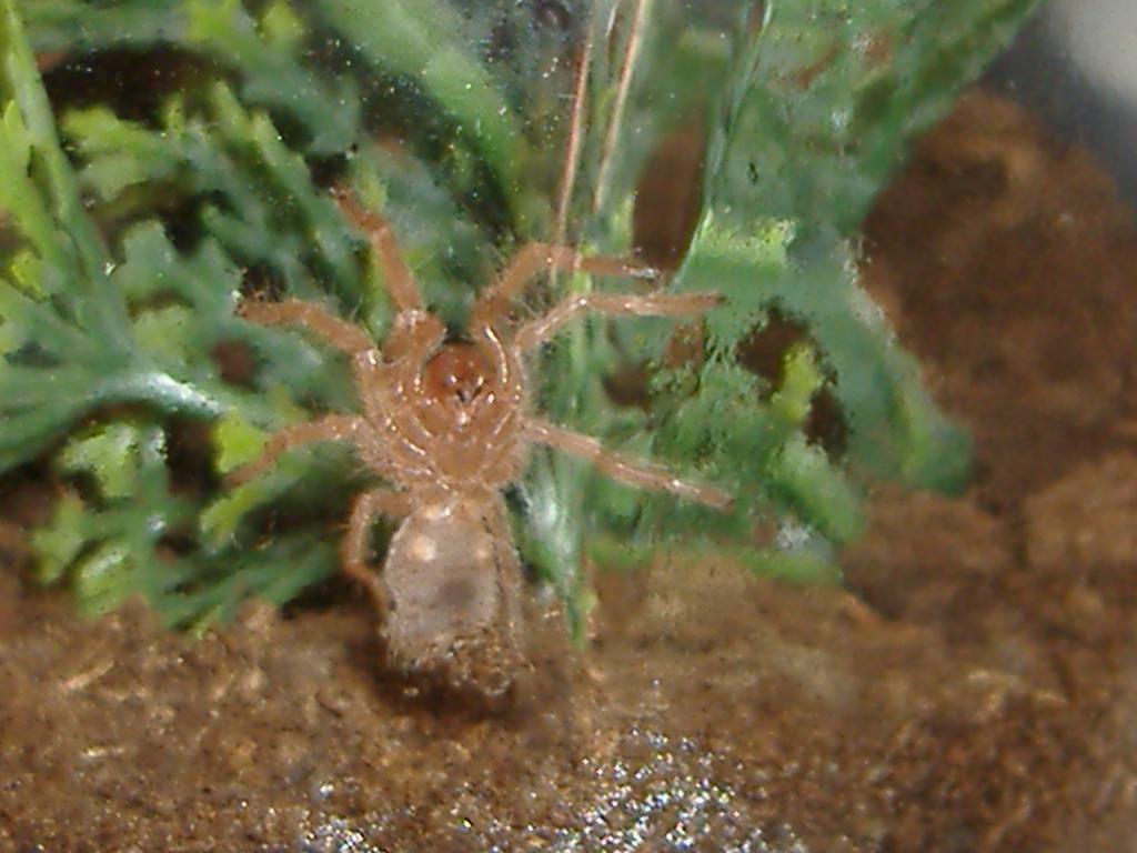 Grammostola rosea-Chili