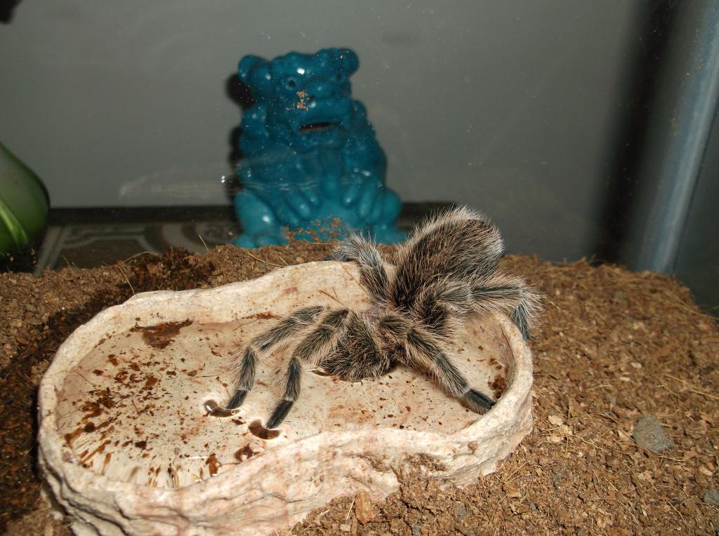 Grammostola rosea Drinking