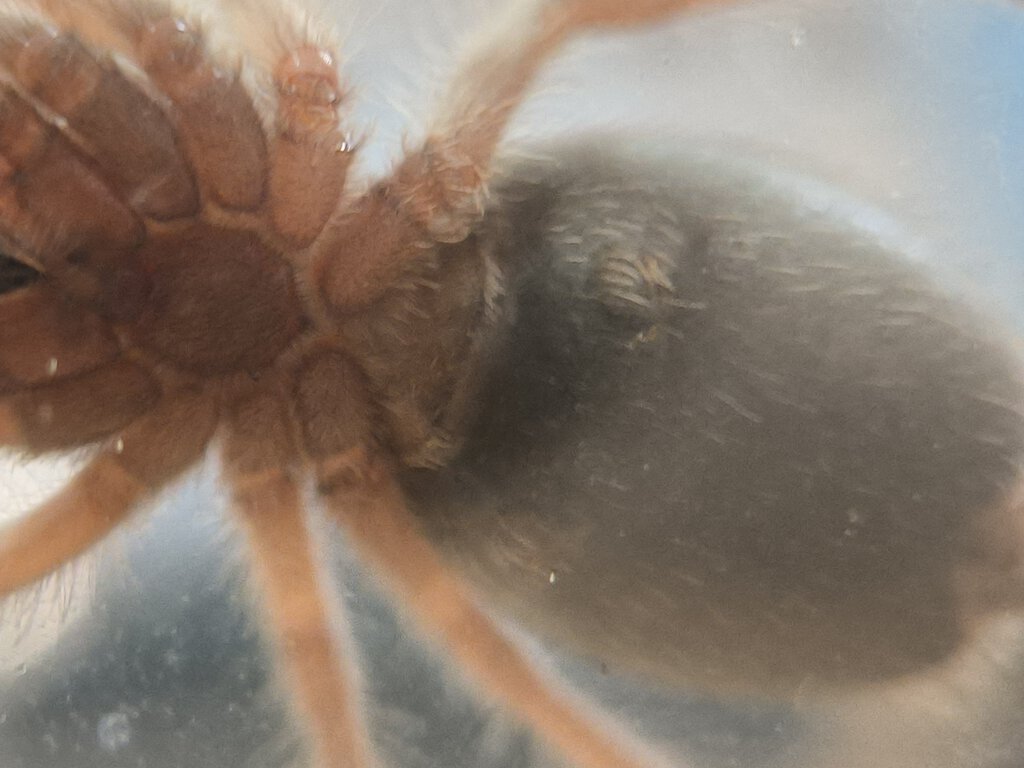 Grammostola rosea (ex porteri)