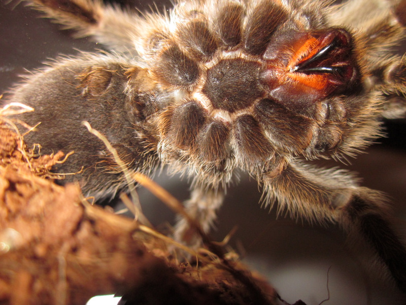 Grammostola Rosea: Female or Male???