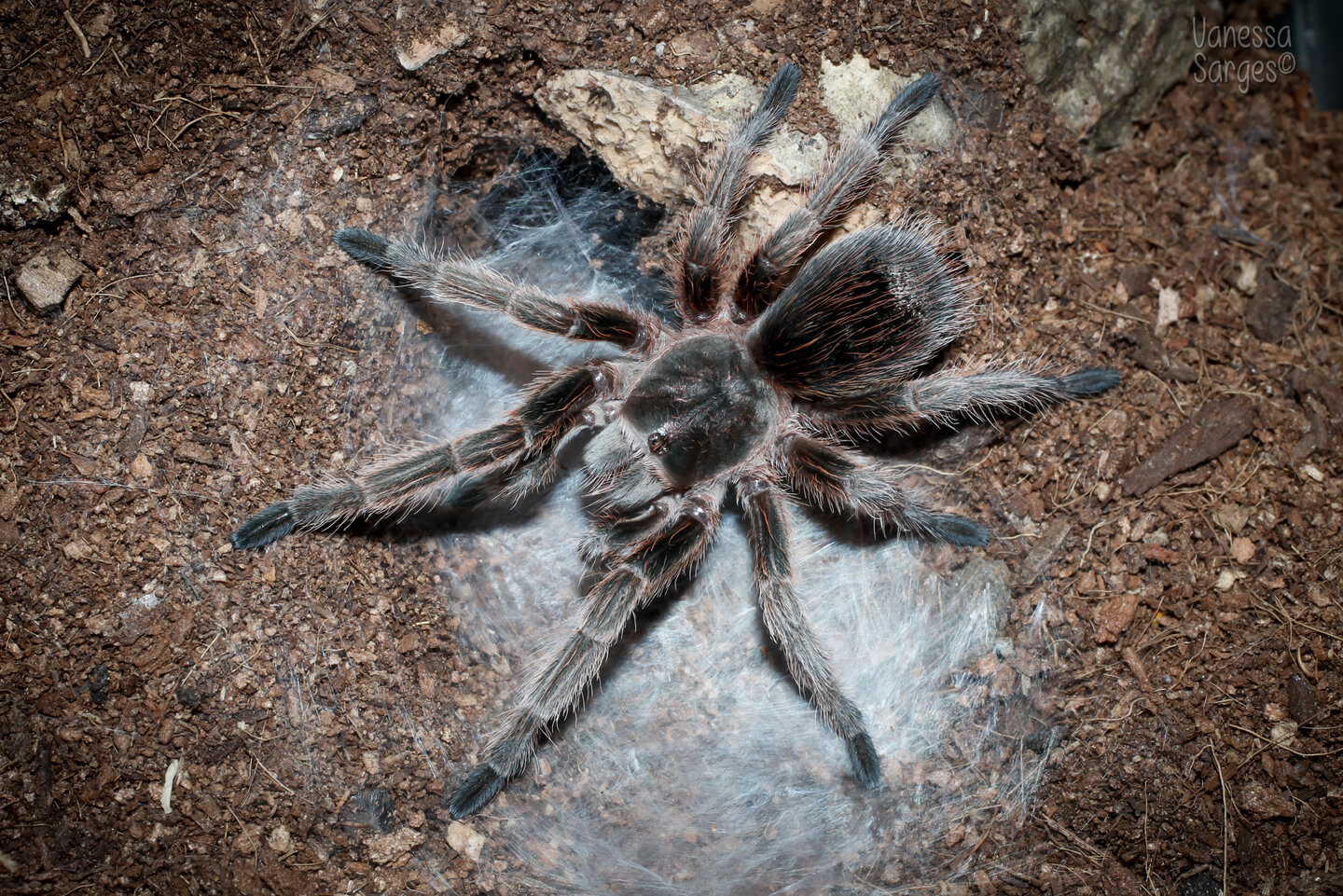 Grammostola rosea Juvenile Male