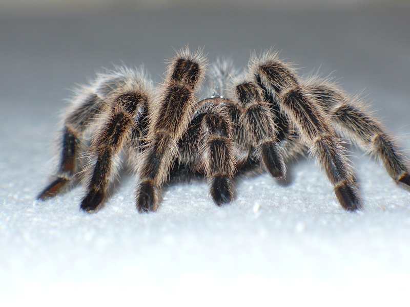 Grammostola rosea legs