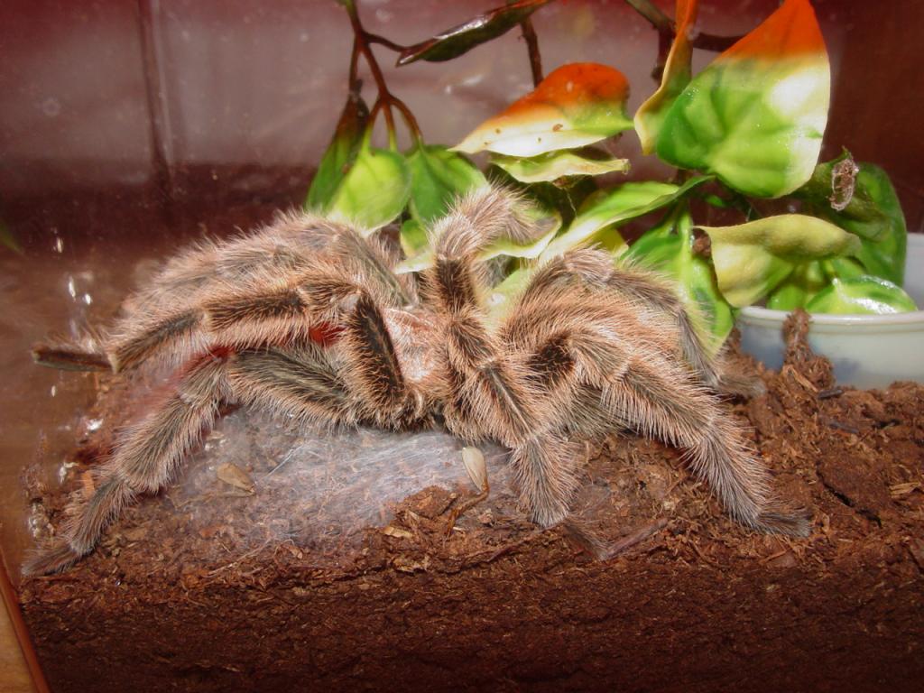 Grammostola Rosea -M-