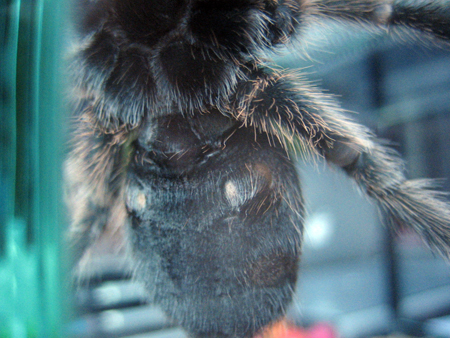 Grammostola rosea male of female?