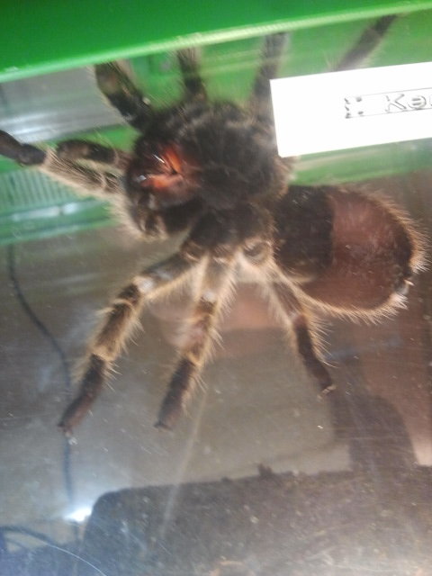 Grammostola rosea (male or.female ) help