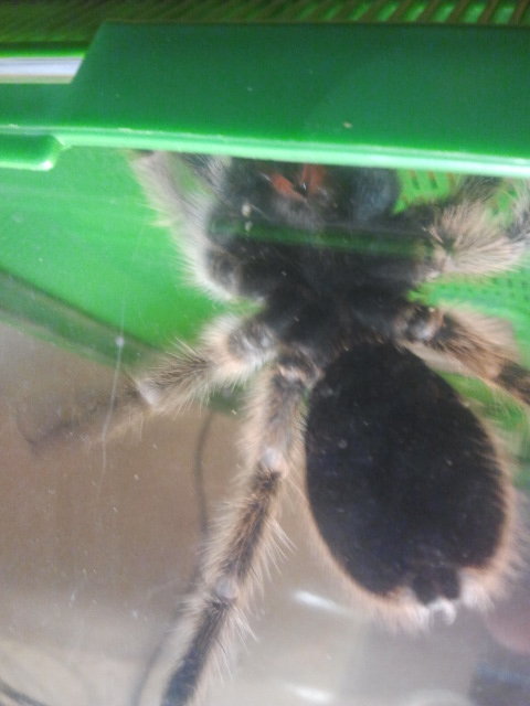 Grammostola rosea (male or.female ) help