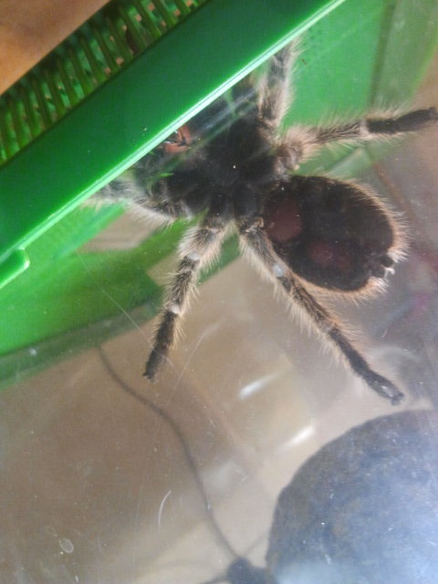 Grammostola rosea (male or.female ) help