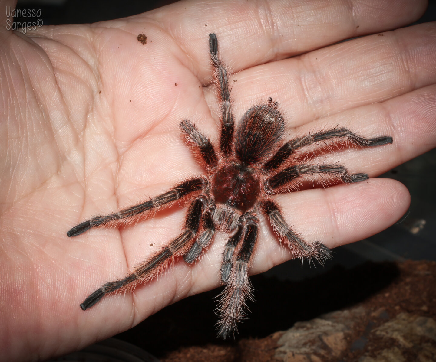 Grammostola rosea Mature Male