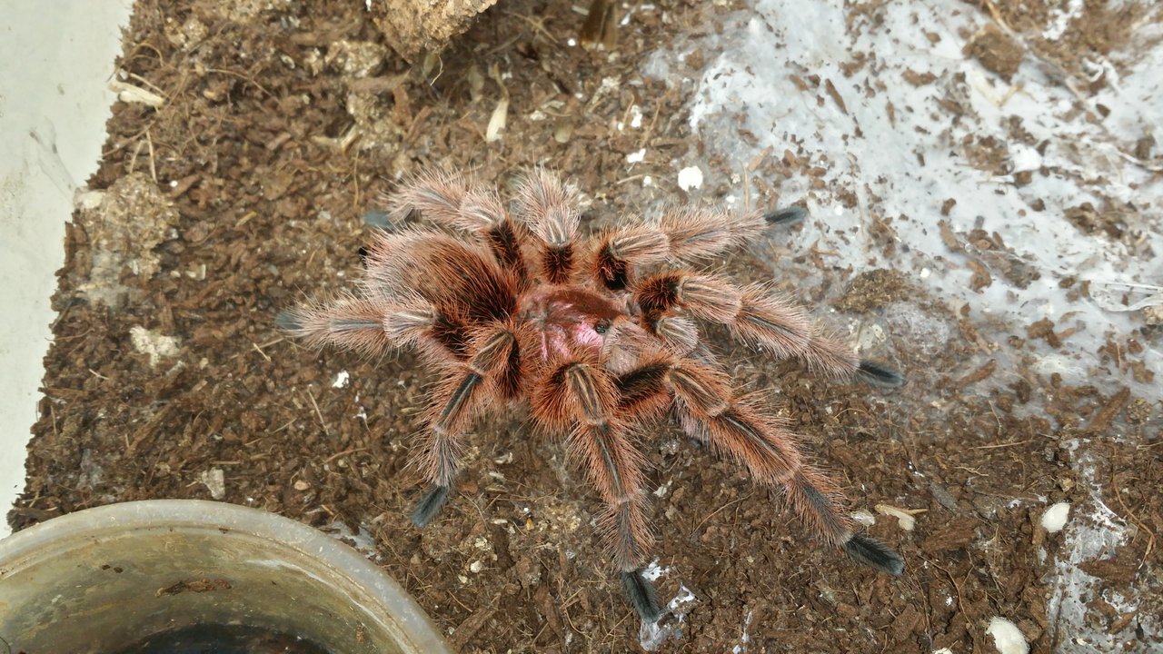 Grammostola rosea MM