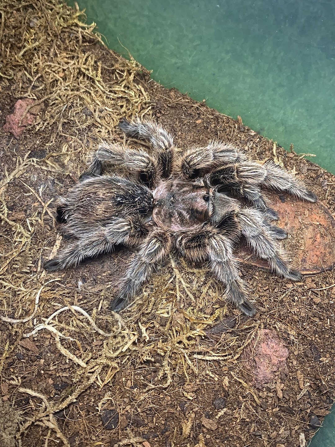 Grammostola rosea 'NCF' (porteri)